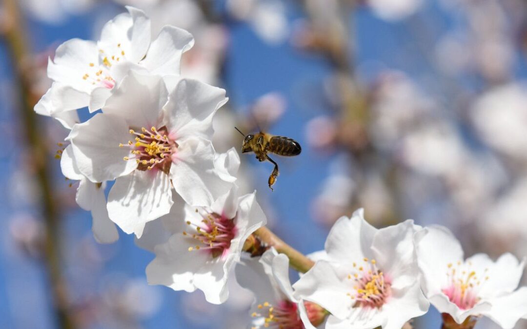 Bienvenida a la Primavera