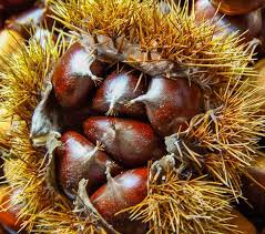 🍂 FESTIVAL DE OTOÑO 🍂